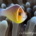 anemonefish_pink_bh_h_0294_pal0985.jpg